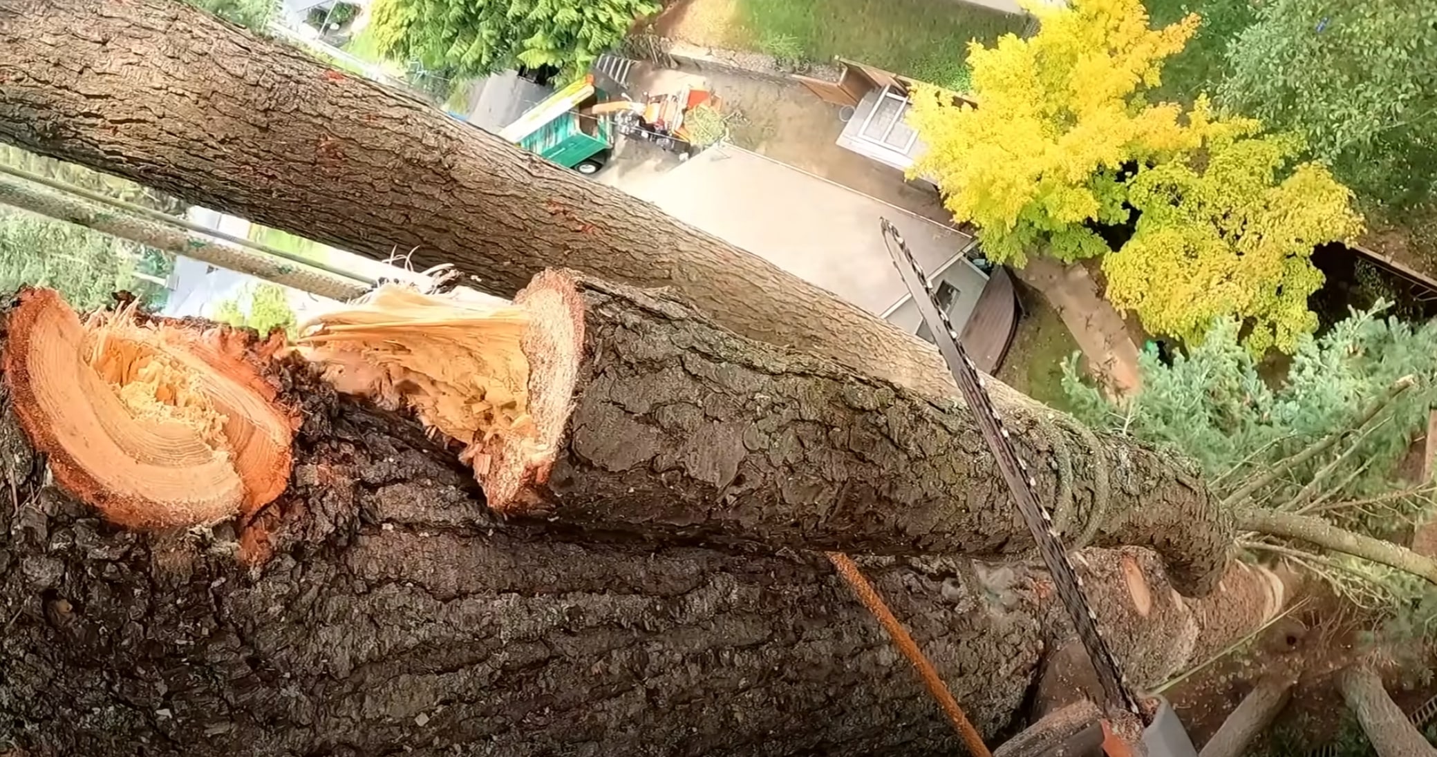 Professional tree trimming and pruning in East Orange