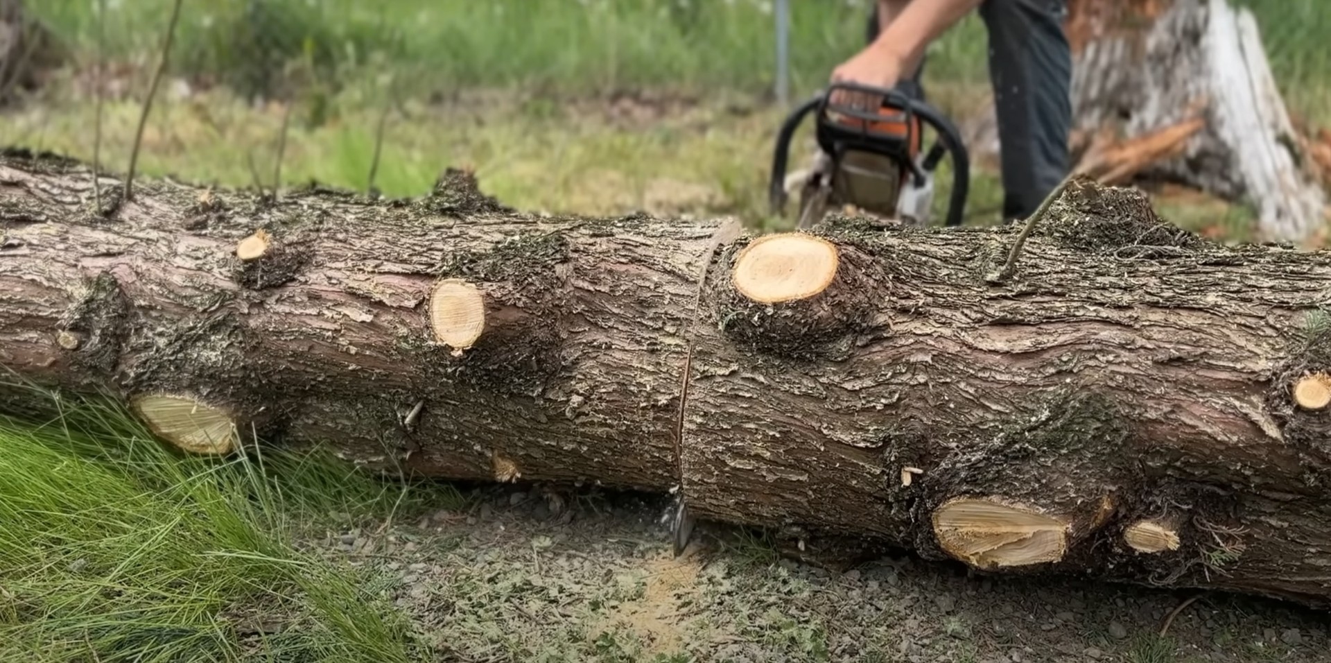 Seasonal Tree Trimming - Expert arborist performing professional tree maintenance Professional arborist trimming tree branches during seasonal maintenance showing proper pruning techniques