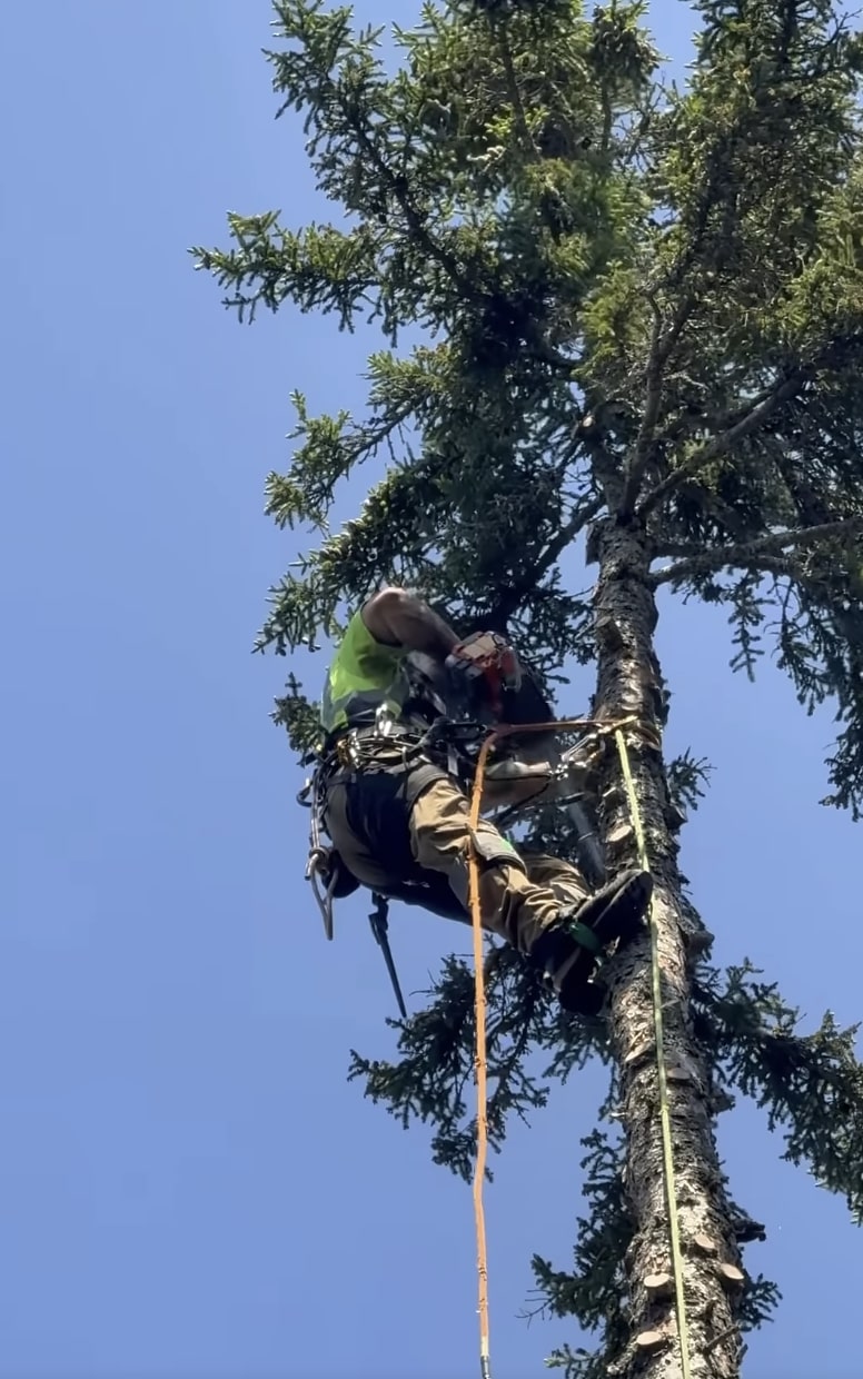 Expert Tree Climbing and Removal - Professional arborist demonstrating safe tree removal techniques Professional arborist using climbing equipment and chainsaw to safely remove tree branches at height