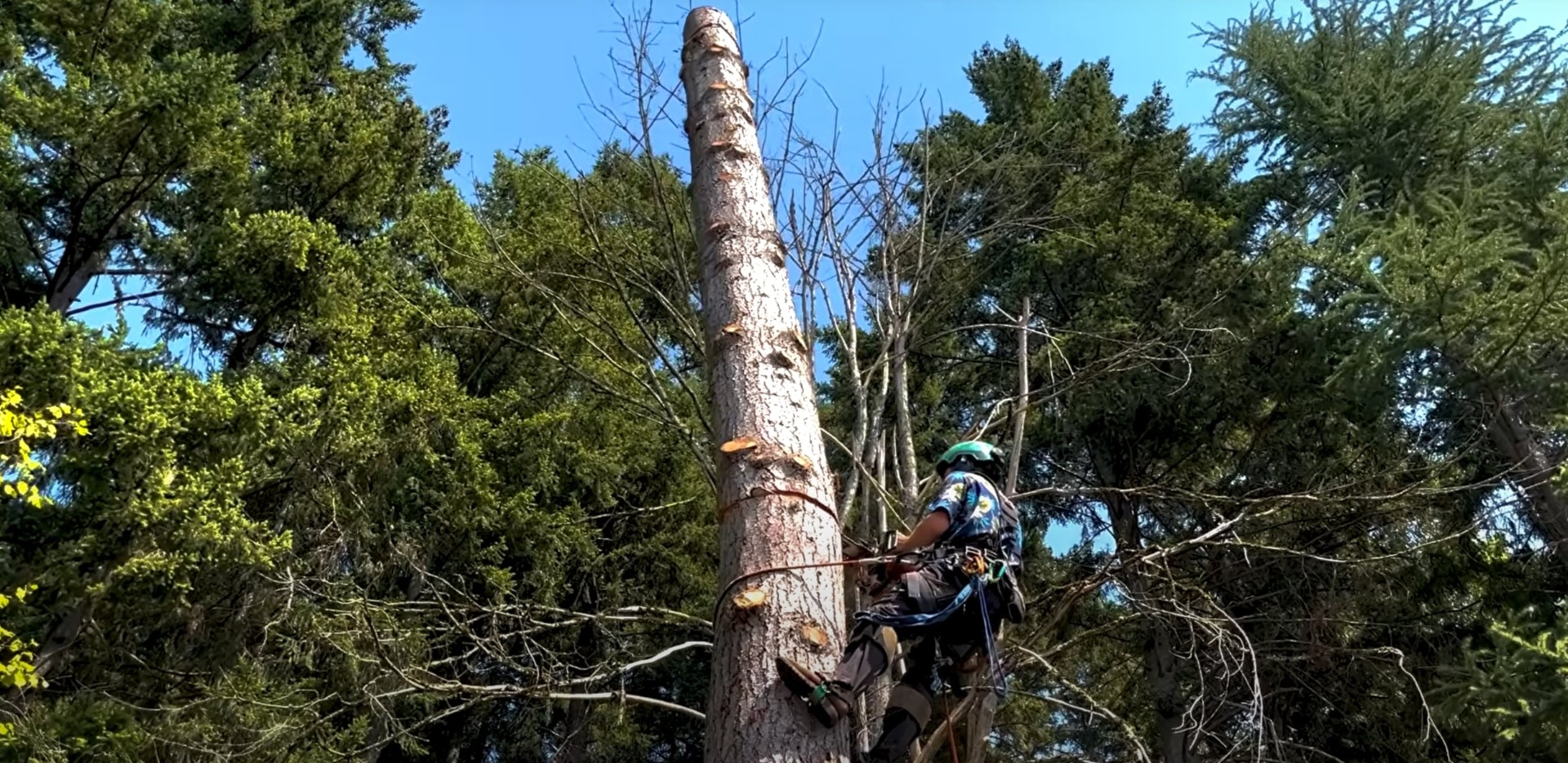 Professional Tree Climbing - Expert arborist demonstrating safe climbing methods for tree maintenance Professional arborist climbing tall tree trunk using safety equipment and proper climbing techniques